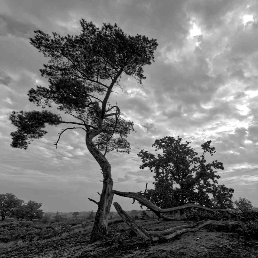 De Malpie - De Groote Heide