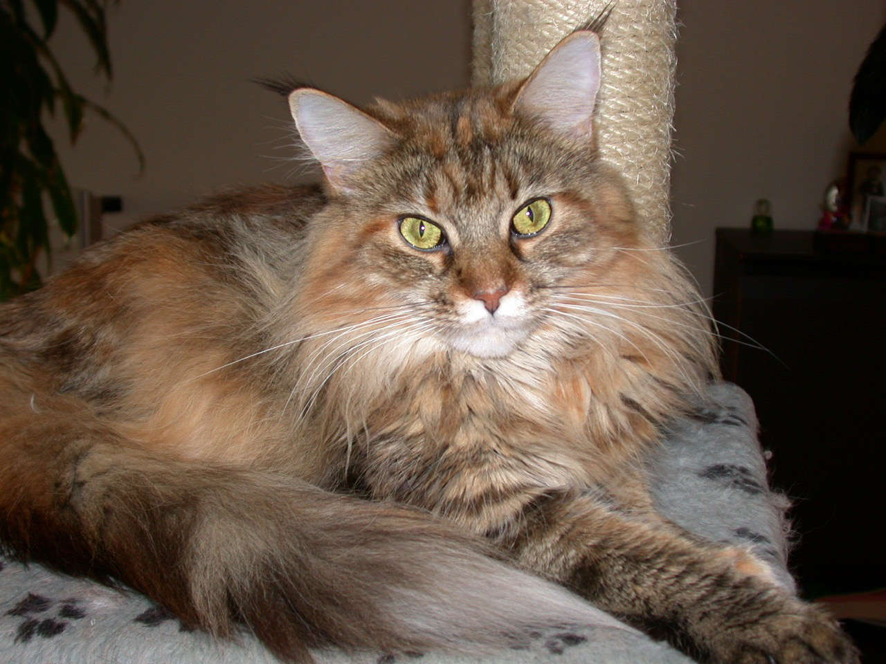 Catterie VoordeTover