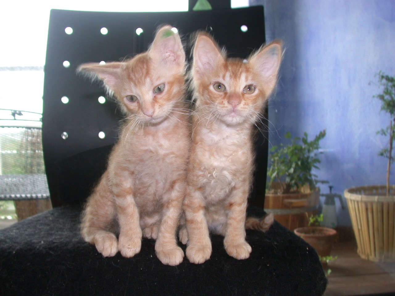 Catterie VoordeTover