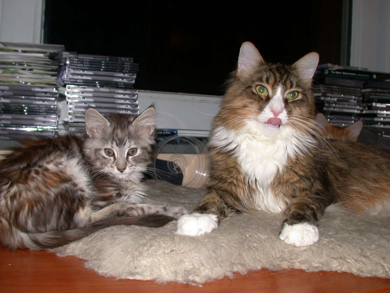 Catterie VoordeTover
