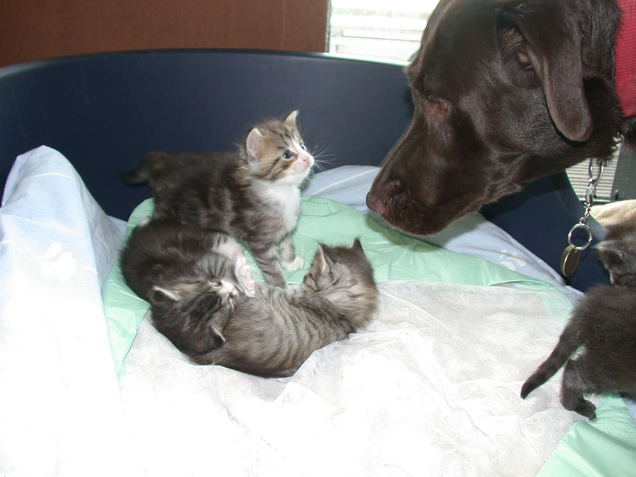 Catterie VoordeTover