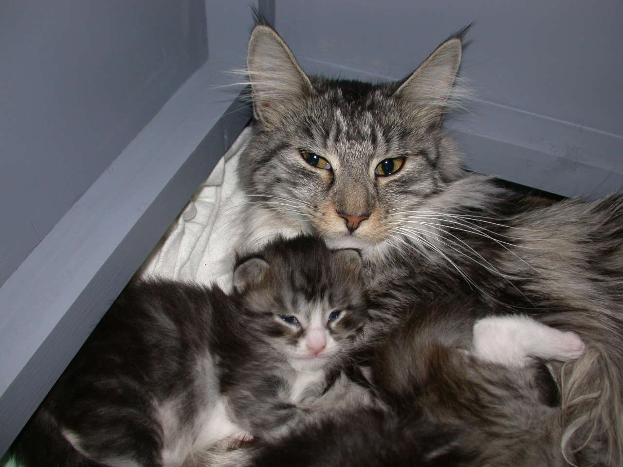 Catterie VoordeTover