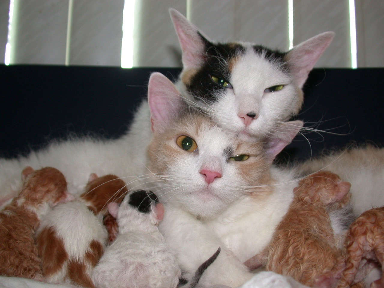 Catterie VoordeTover