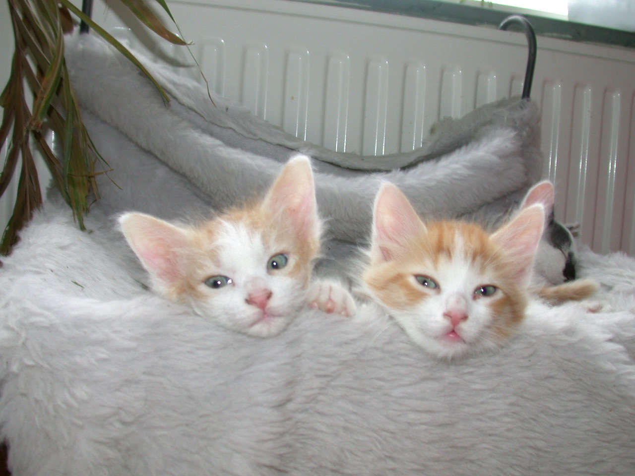 Catterie VoordeTover