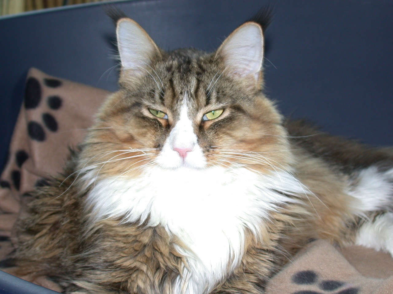 Catterie VoordeTover