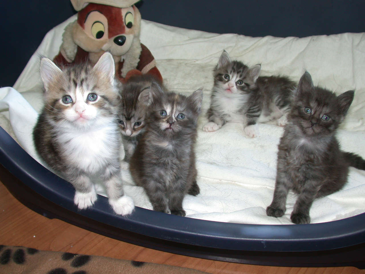 Catterie VoordeTover
