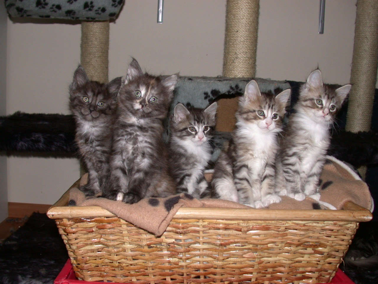 Catterie VoordeTover