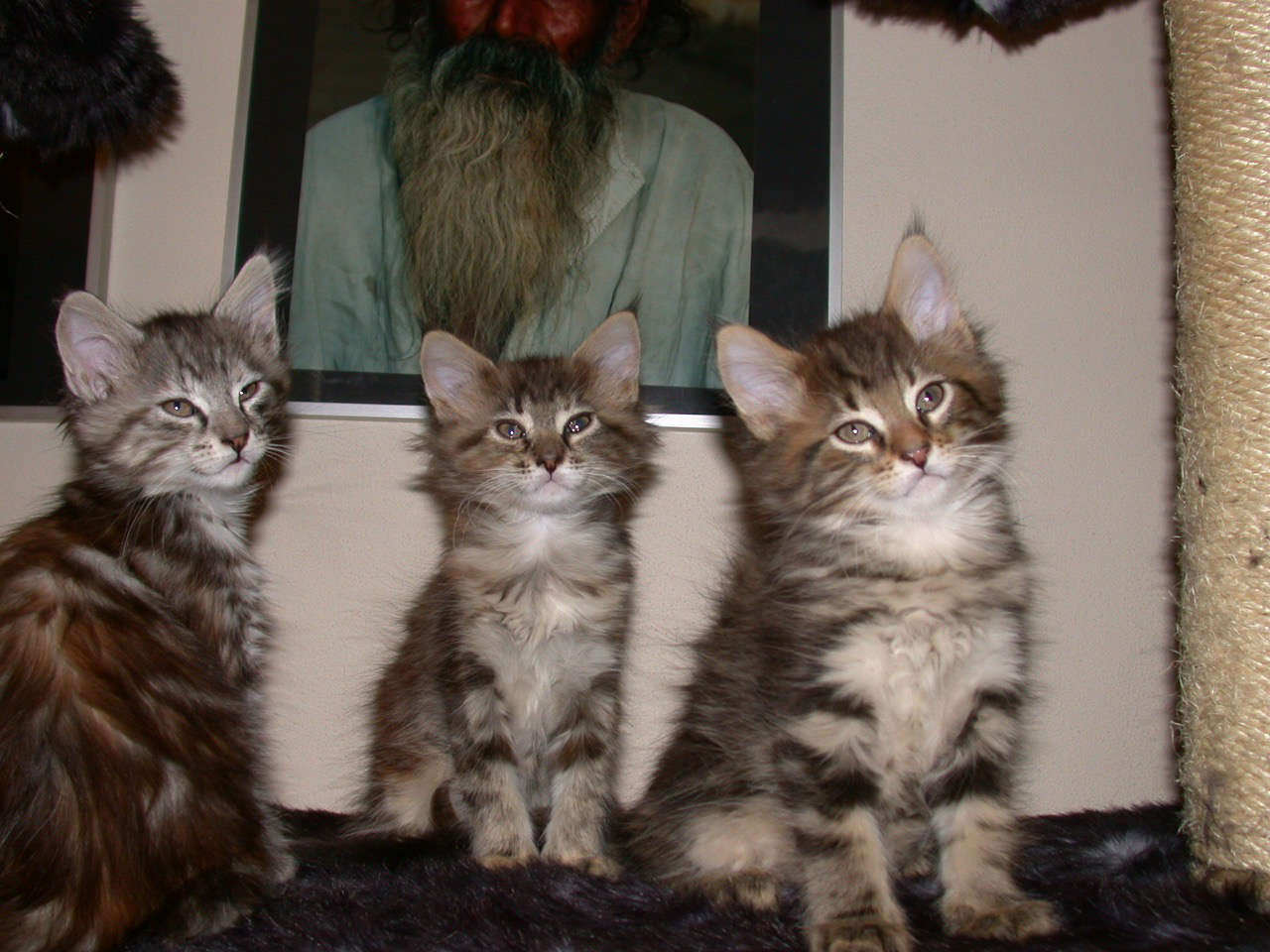 Catterie VoordeTover