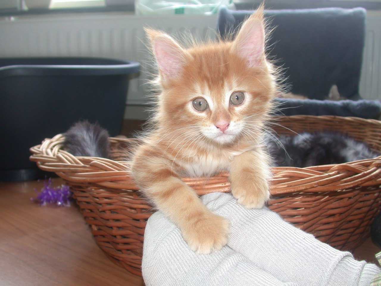 Catterie VoordeTover