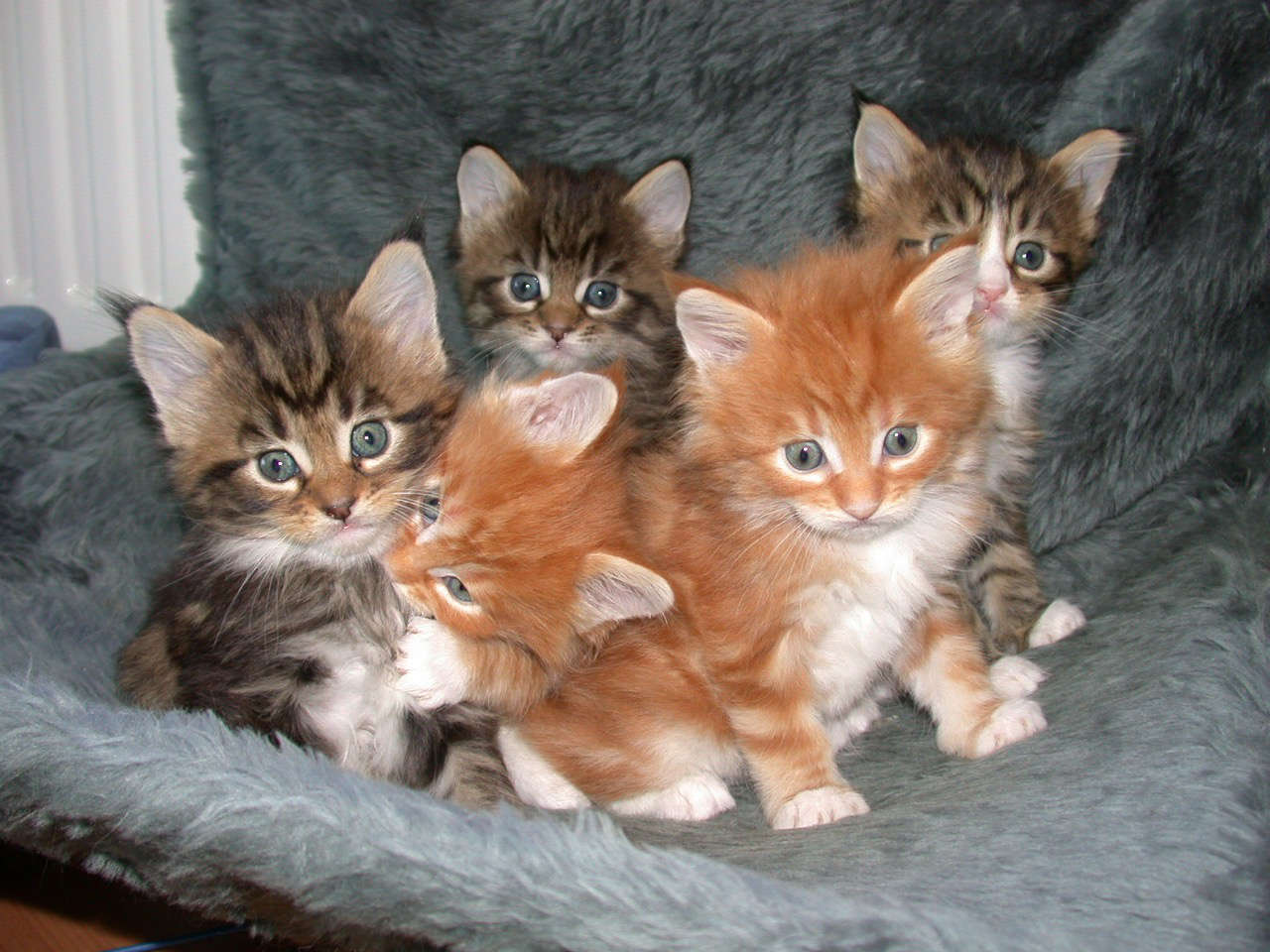 Catterie VoordeTover