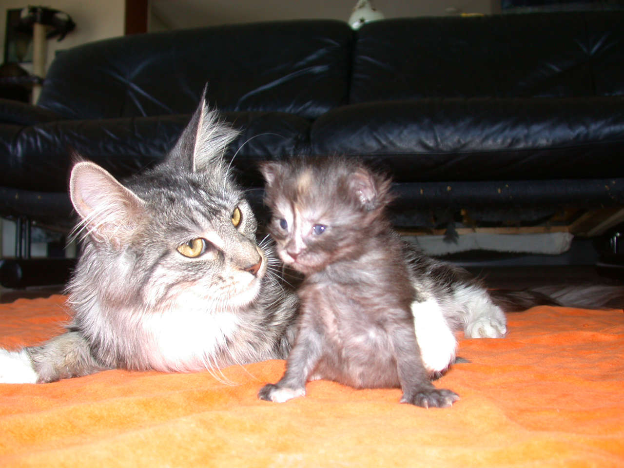 Catterie VoordeTover