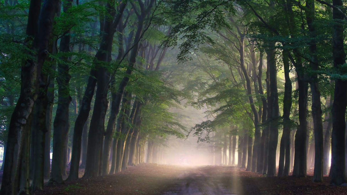 Landschappen