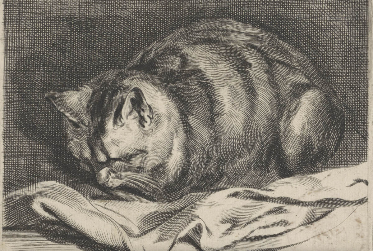 Kleine kat - Cornelis Visscher.