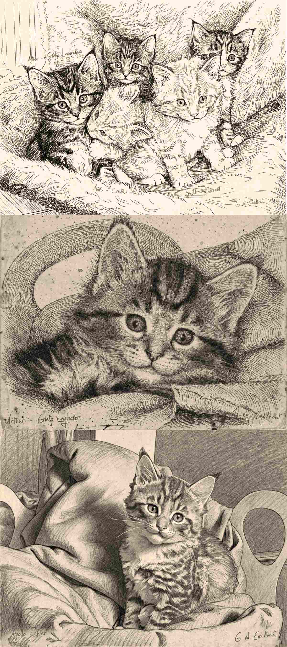 schets van Maine Coon kitten.