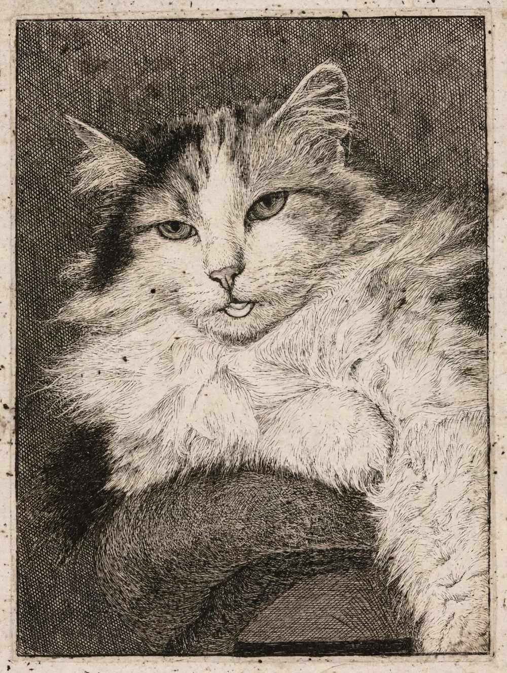 Schets studies katten.